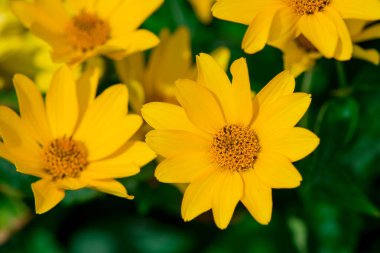 Gündöndü pauciflorus, olarak da bilinen sert ayçiçeği