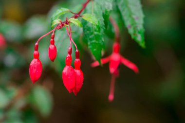 bir kök asılı güzel fuşya çiçekler.