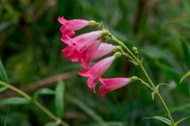 İzole edilmiş Mor Yüksükotu çiçekleri yakın plan