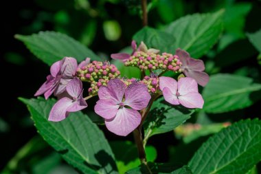 güzel mor ve pembe ortanca çiçekleri