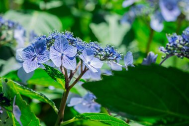 güzel mor ve pembe ortanca çiçekleri