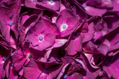 güzel mor ve pembe ortanca çiçekleri