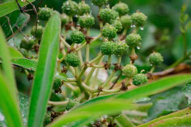 Makro von Fatsia berrys (Fatsia japonica).