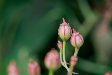 Bahçedeki kırmızı helenyum çiçekleri