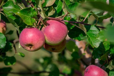 Bahçedeki bir ağacın brunch 'ında kırmızı-yeşil elmalar.