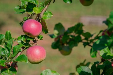 Bahçedeki bir ağacın brunch 'ında kırmızı-yeşil elmalar.