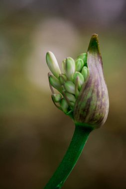 Güzel Afrika zambağı (Agapanthus) çiçeği 