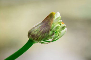 Güzel Afrika zambağı (Agapanthus) çiçeği 