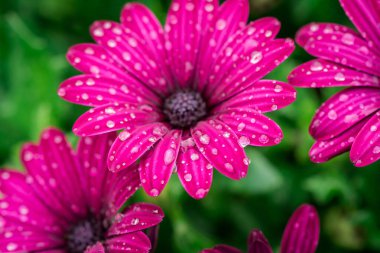 Mor osteosperumum çiçek bahçesini kapatın..