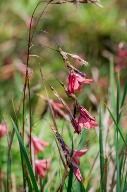 Dierama Pulcherrimum sahada dikey çekim yapıyor.