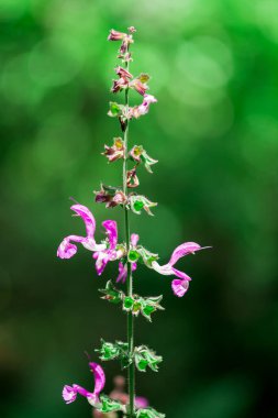 Dierama Pulcherrimum sahada dikey çekim yapıyor.
