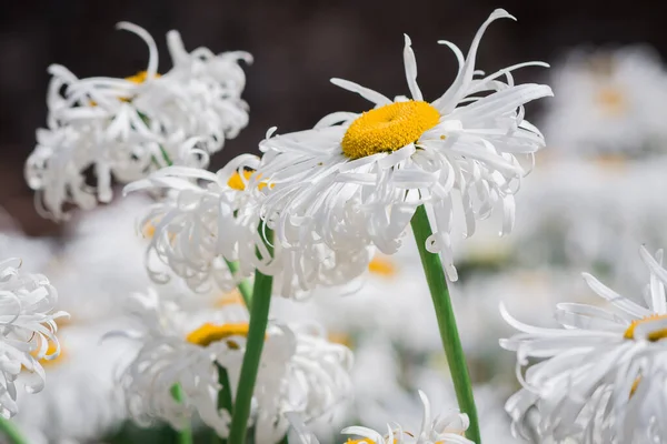 stock image Curly petal daisies on natural background