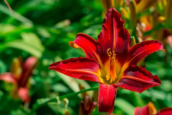 Lily Günü (Hemerocallis) Bahçede çiçek açıyor