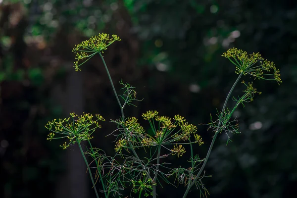Bloeiende Dille Kruiden Plant Tuin Anethum Graveolens — Stockfoto