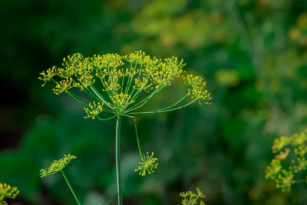 Flowering Dill Herbs Plant Garden Anethum Graveolens — Stock Photo, Image