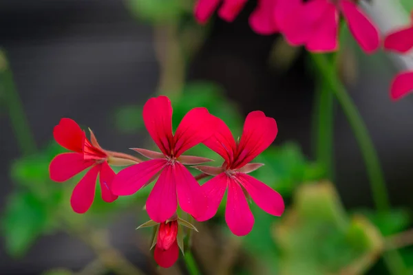 Vackra Rosa Geranium Sommar Bakgrund — Stockfoto