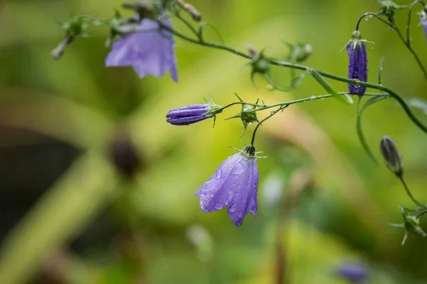 Yapraklarına Yağmur Damlaları Damlayan Büyük Mavi Çan Çiçeği — Stok fotoğraf