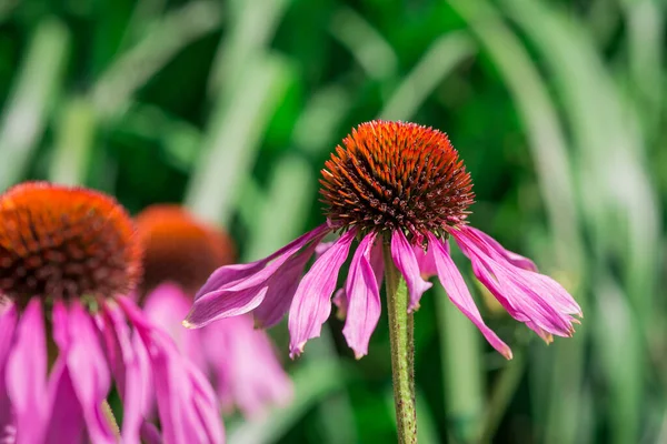 Röda Helenium Blommor Trädgården — Stockfoto
