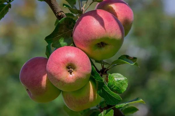 stock image Red-green apples on a brunch of a tree in a garden.