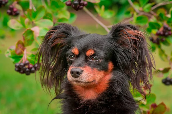 Portrait Small Cute Black Dog — Stock Photo, Image