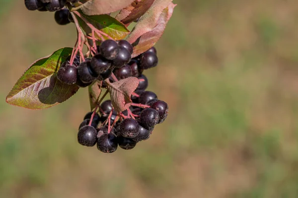 アロニア低木の葉と果実の上に閉じる — ストック写真