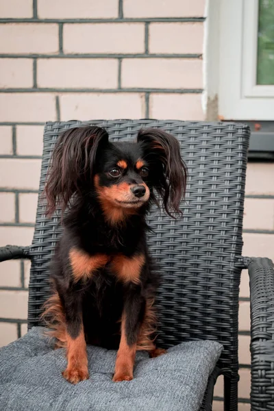 Portret Van Een Kleine Schattige Zwarte Hond — Stockfoto