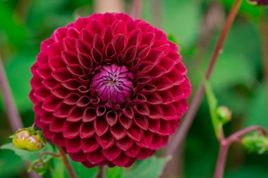  Güneşli bir günde çiçek arkaplan çiçekleri. 