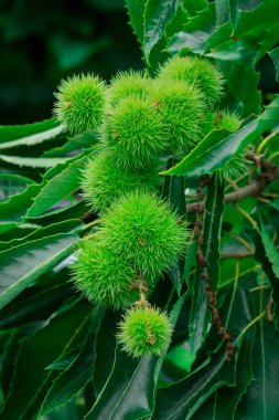 Bahar aylarında açık havada chesnuts yakın. 