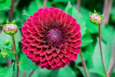  Güneşli bir günde çiçek arkaplan çiçekleri. 