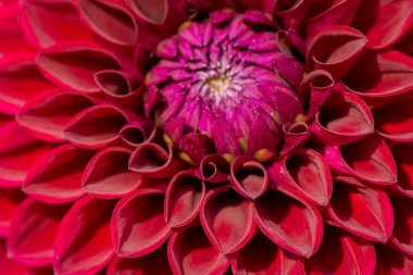  Güneşli bir günde çiçek arkaplan çiçekleri. 