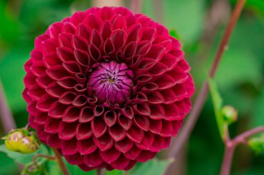  Güneşli bir günde çiçek arkaplan çiçekleri. 