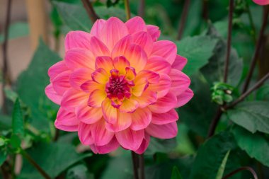  Güneşli bir günde çiçek arkaplan çiçekleri.