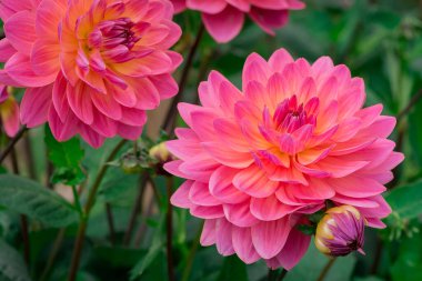  Güneşli bir günde çiçek arkaplan çiçekleri.