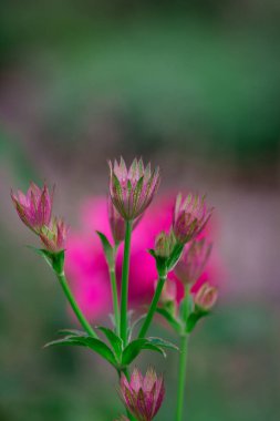  Astrantia çiçekleri, yeşil, bulanık çayırlarda yan yana