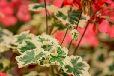 Güney Afrika Sardunyasının çiçek açması