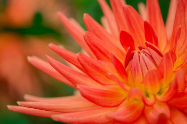  Güneşli bir günde çiçek arkaplan çiçekleri.