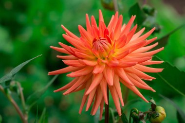 Güneşli bir günde çiçek arkaplan çiçekleri.