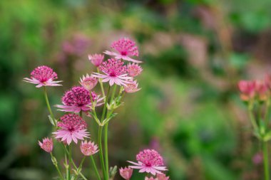  Astrantia çiçekleri, yeşil, bulanık çayırlarda yan yana