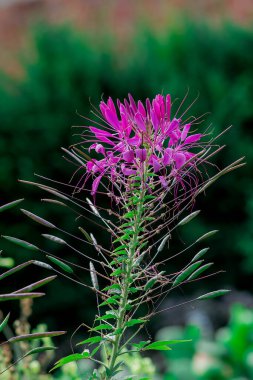 Dierama Pulcherrimum sahada dikey çekim yapıyor.