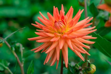  Güneşli bir günde çiçek arkaplan çiçekleri.