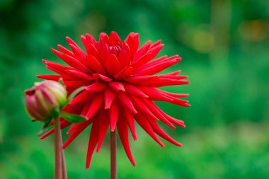  Güneşli bir günde çiçek arkaplan çiçekleri.