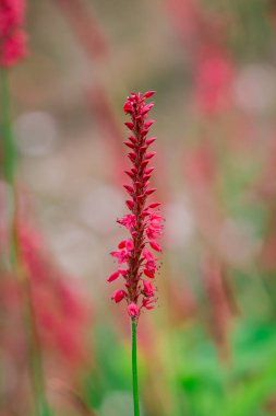 Bahçedeki güzel mavi lavanta çiçekleri