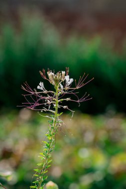 Dierama Pulcherrimum sahada dikey çekim yapıyor.