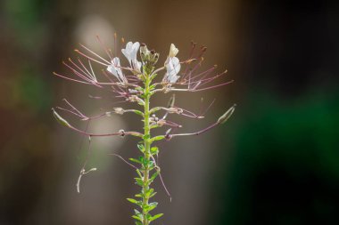 Dierama Pulcherrimum sahada dikey çekim yapıyor.