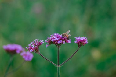 Bahçedeki güzel mavi lavanta çiçekleri