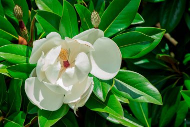 Yeşil yapraklı beyaz manolya çiçeği