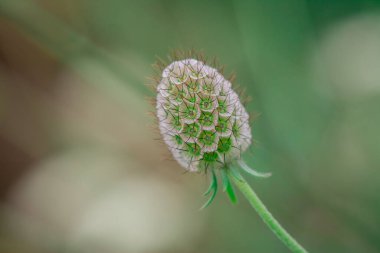 Eryngium planum, bitmeyen çiçekler için kullanılır.,