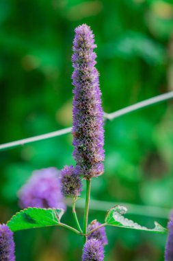Bahçedeki güzel mavi lavanta çiçekleri