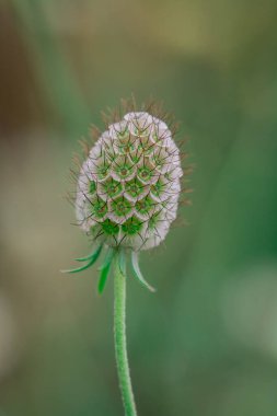 Eryngium planum, bitmeyen çiçekler için kullanılır.,