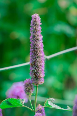 Bahçedeki güzel mavi lavanta çiçekleri